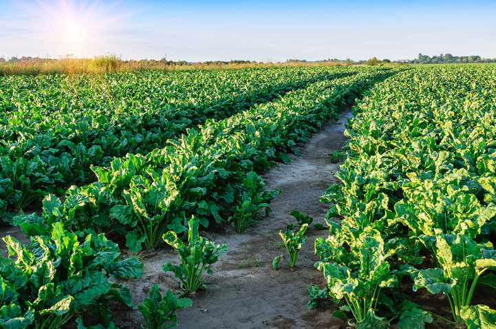 sugar beet Brazil — Sugar Made in Brazil - Beet Sugar From Brazil