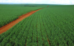importing sugar Brazil — Sugar Made in Brazil