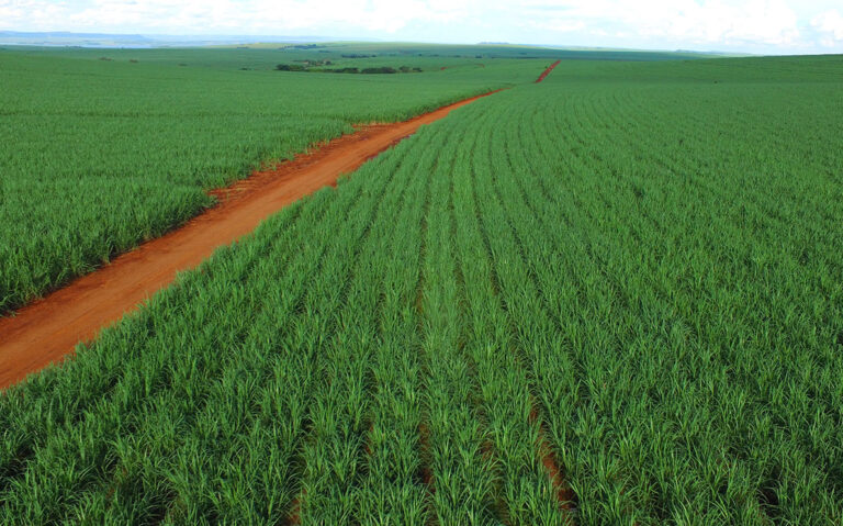 importing sugar Brazil — Sugar Made in Brazil