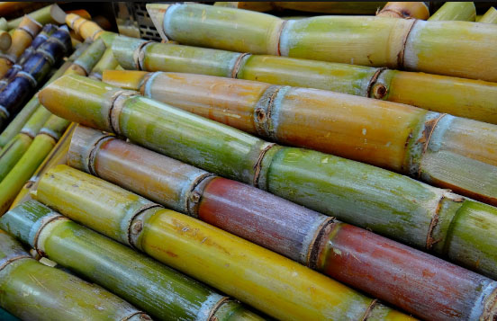 Sugarcane growing in a Brazilian field ahead of harvest