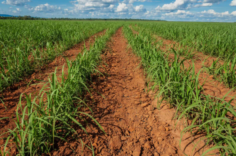 where is sugar grown in Brazil — Sugar Made in Brazil - Sugar Plantations Brazil