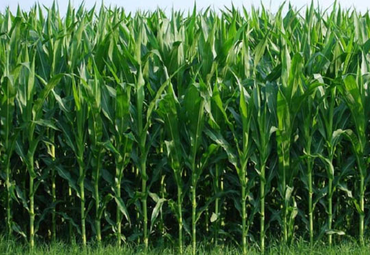 sugar season in Brazil - Brazilian sugarcane harvest cycle