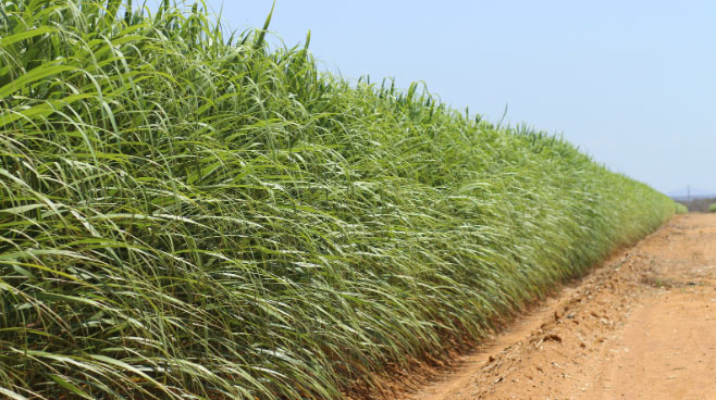 Sugar Production Brazil — Sugar Made in Brazil